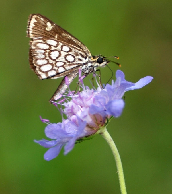 Heteropterus morpheus